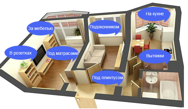 Где обитают тараканы в квартире